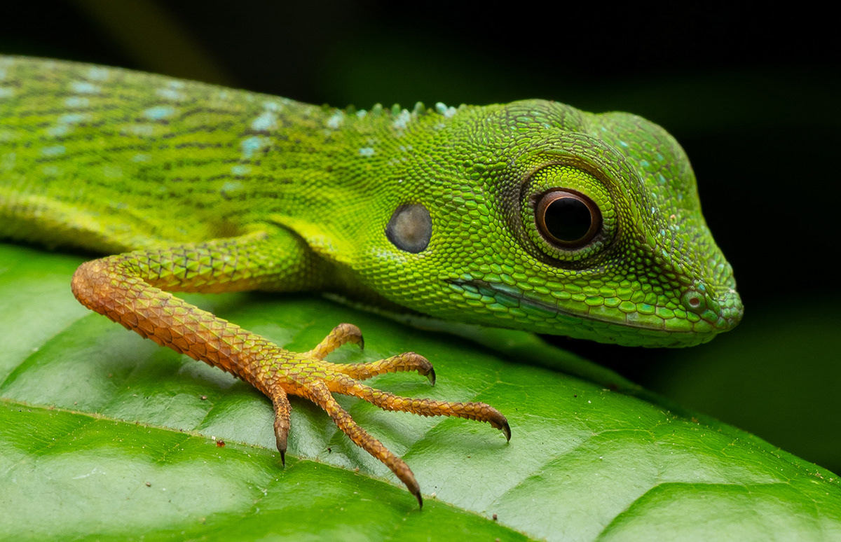 Explore Herpetology | Herping Tours - Singapore Tour