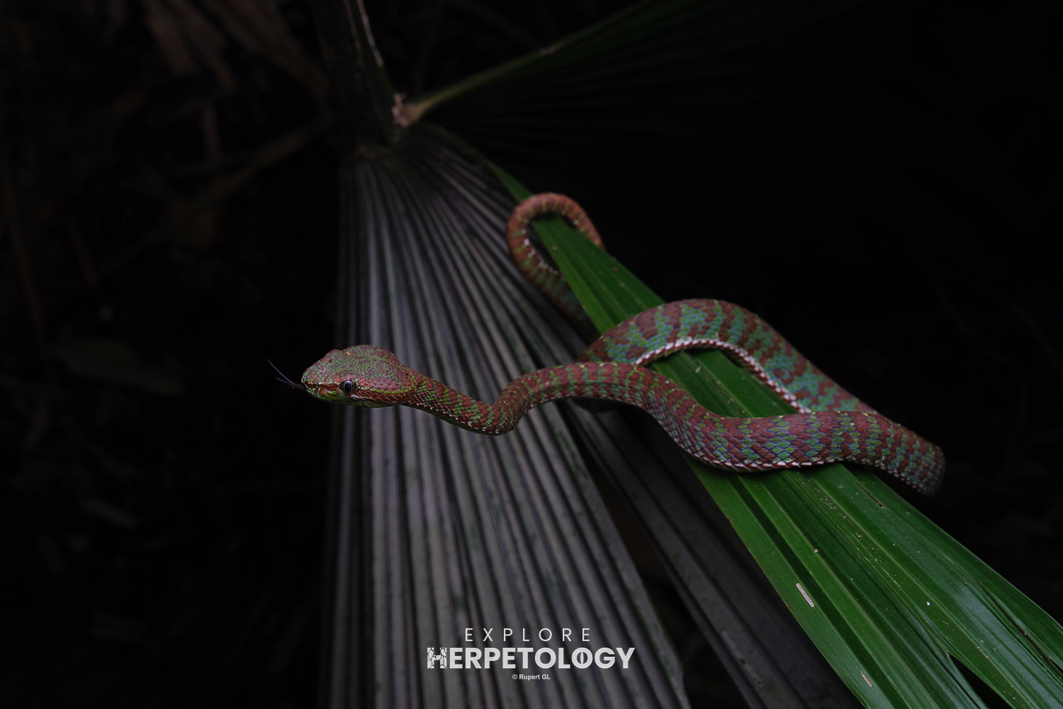 Trimeresurus phuketensis
