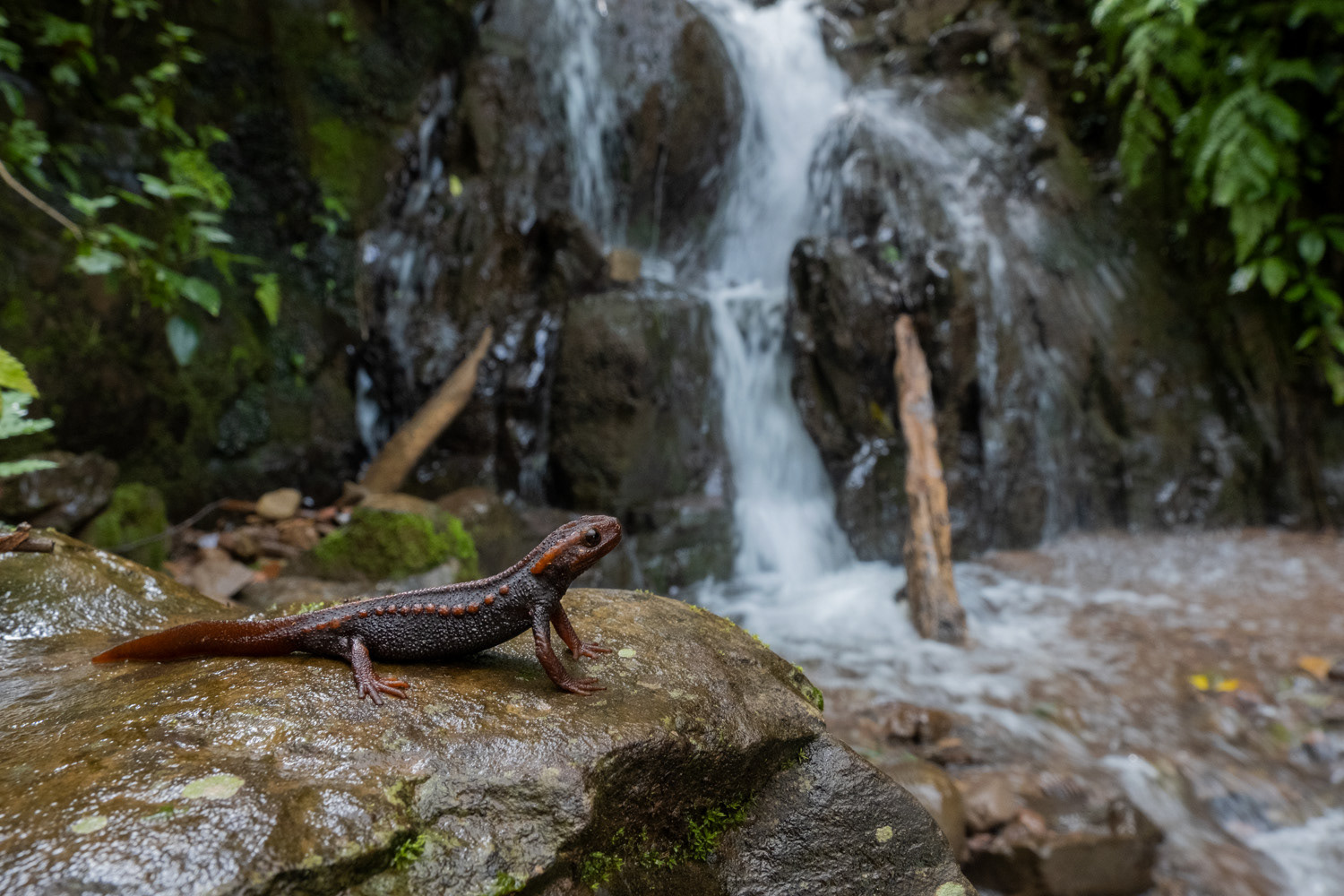 Phu Kha crocodile salamander (Tylototriton phukhaensis).