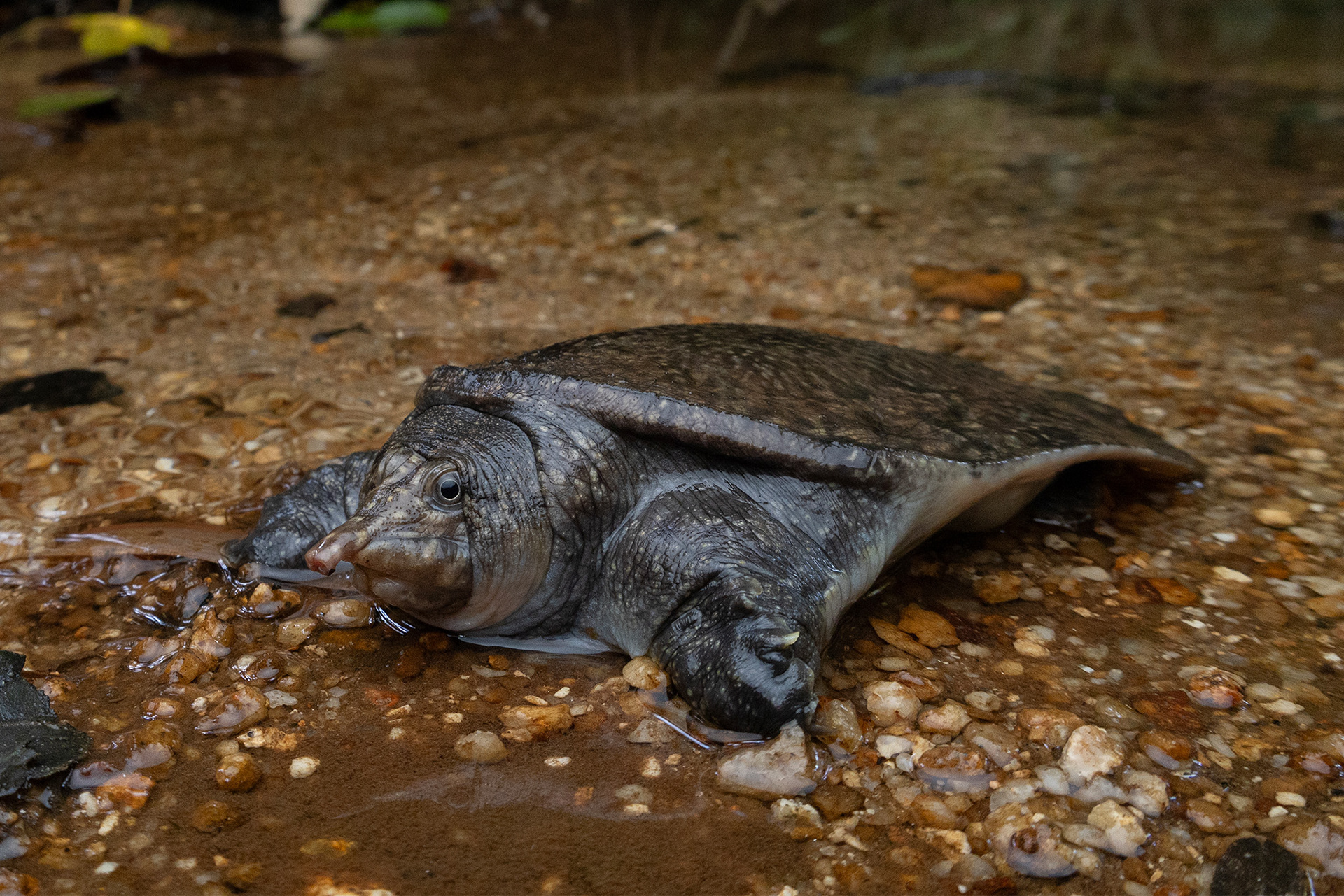 Malayan softshell turtle (Dogania subplana)
