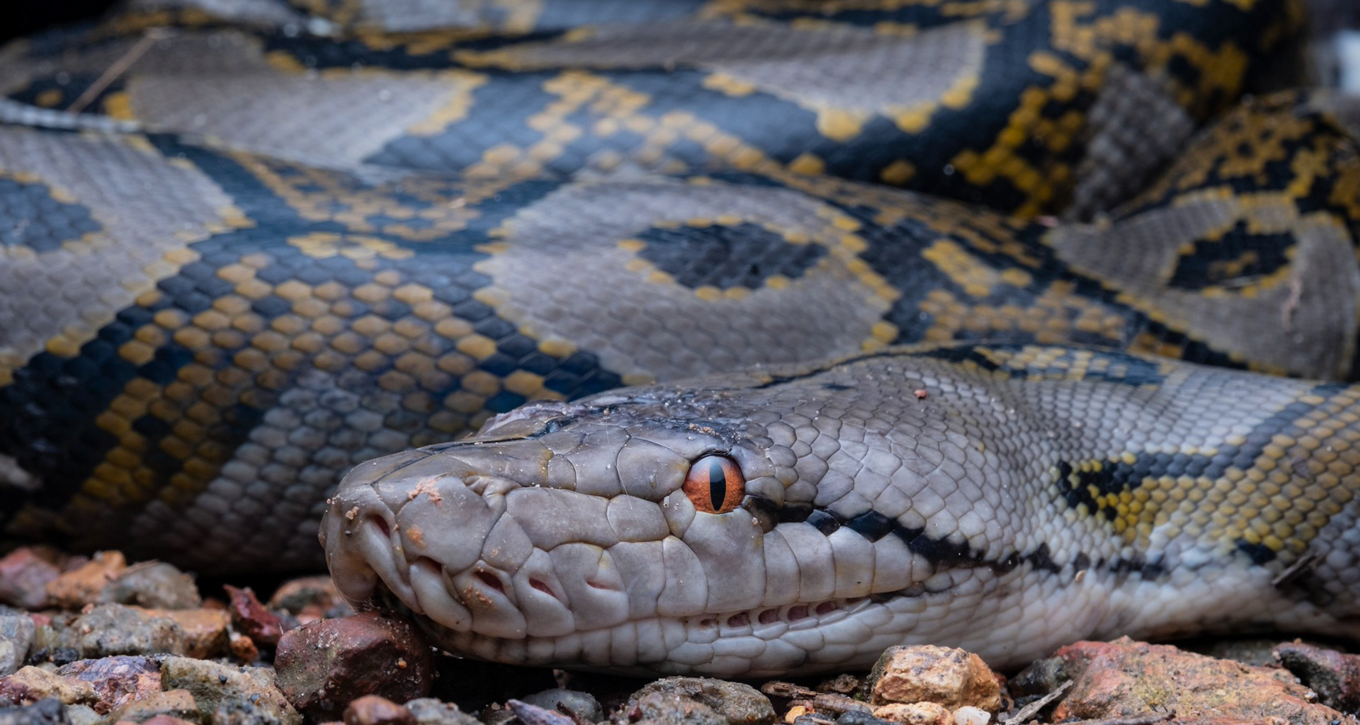 Reticulated python (Malayopython reticulatus).