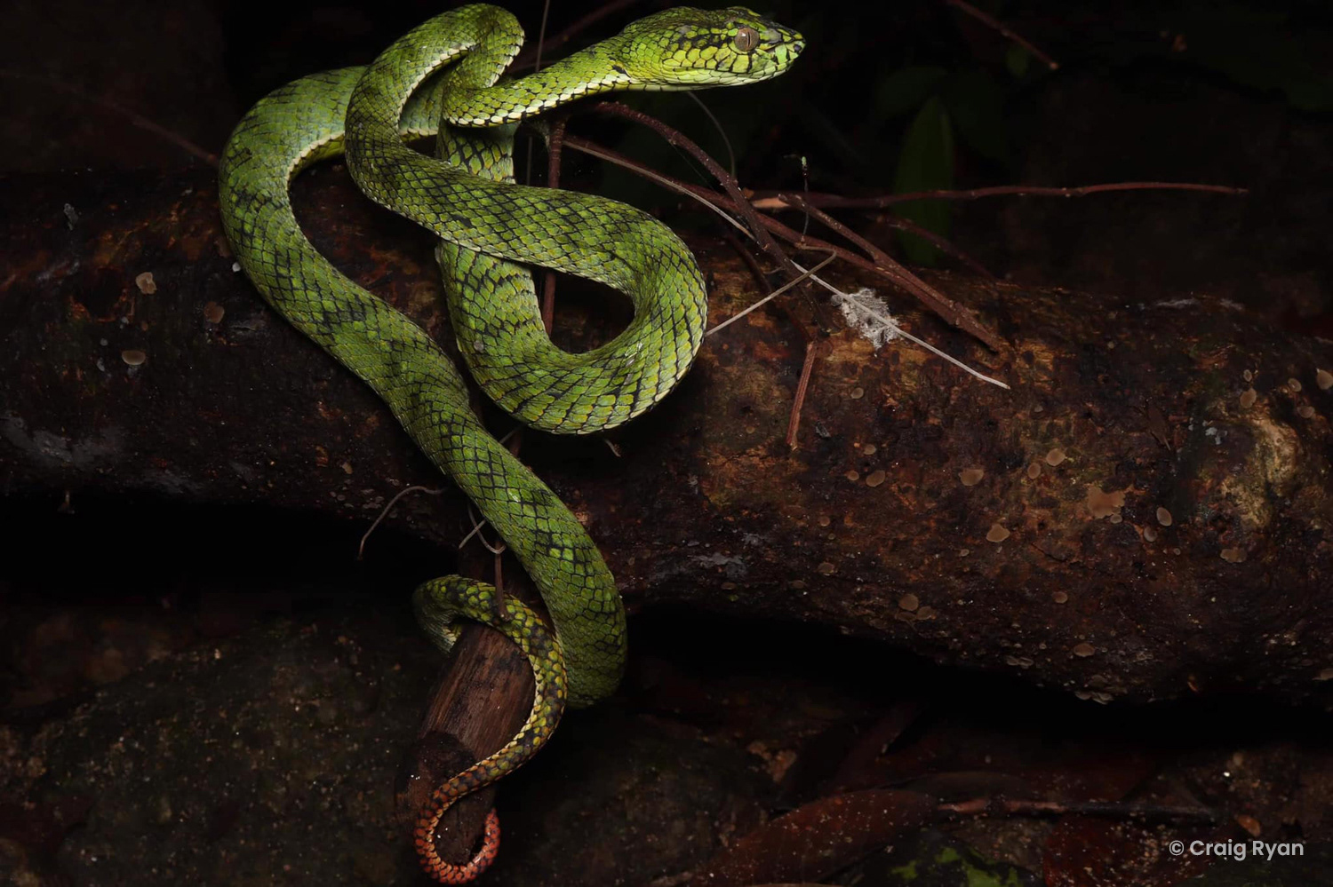 Sumatran pit viper (Trimeresurus sumatranus)