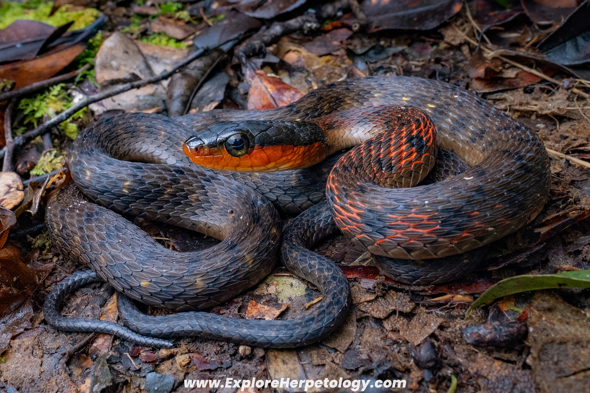 Fire-lipped keelback (Rhabdophis murudensis).