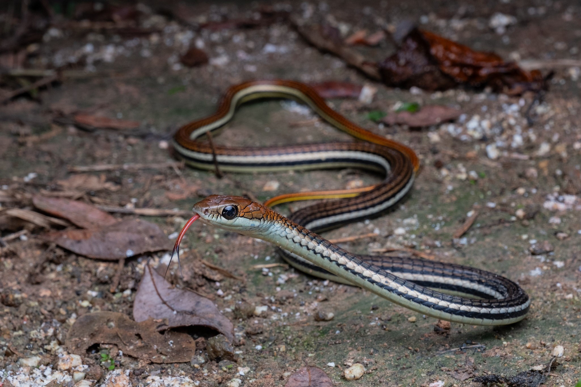 Striped bronzeback (Dendrelaphis caudolineatus).