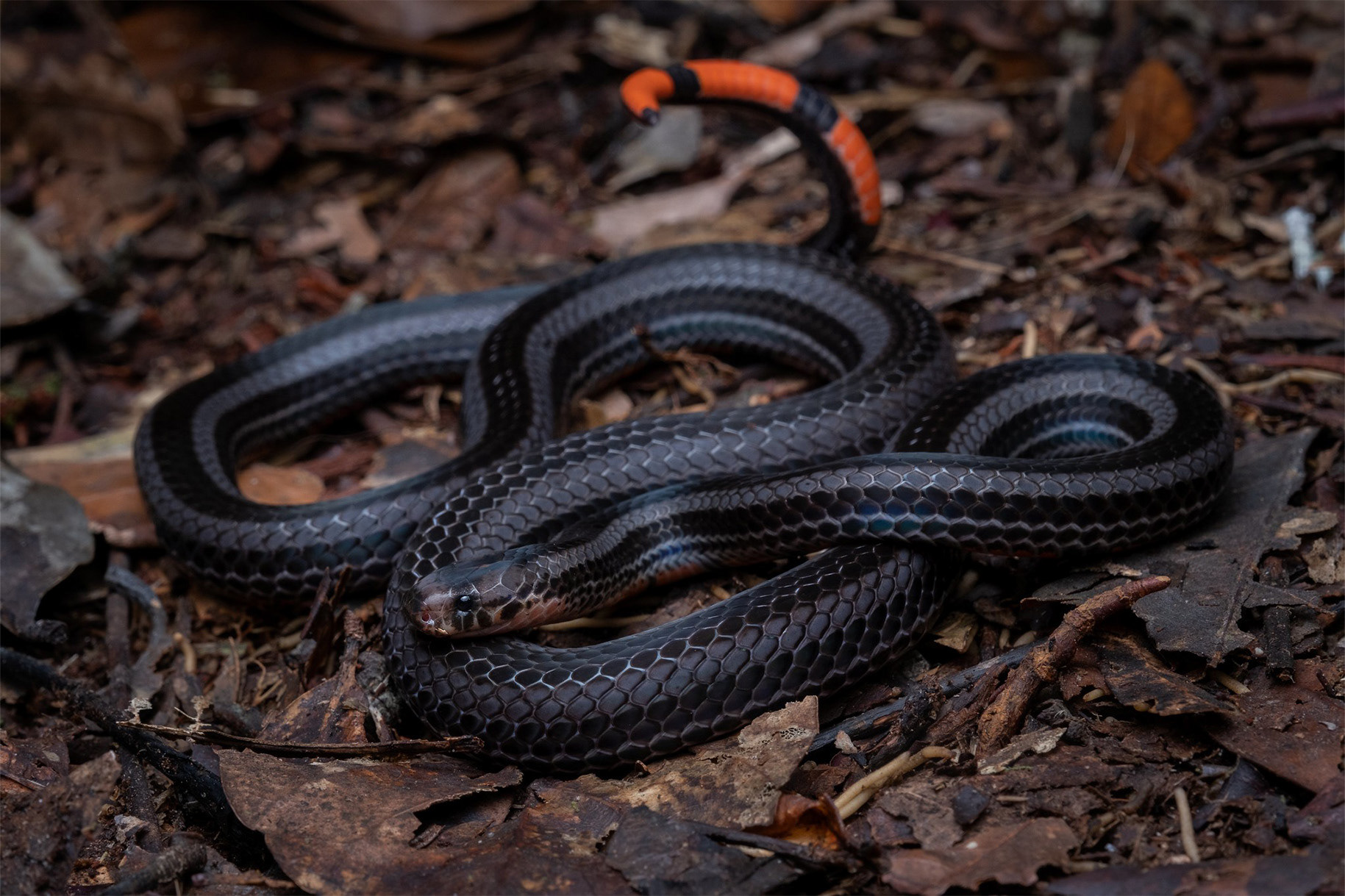 Black-striped coral snake (Calliophis nigrotaeniatus).