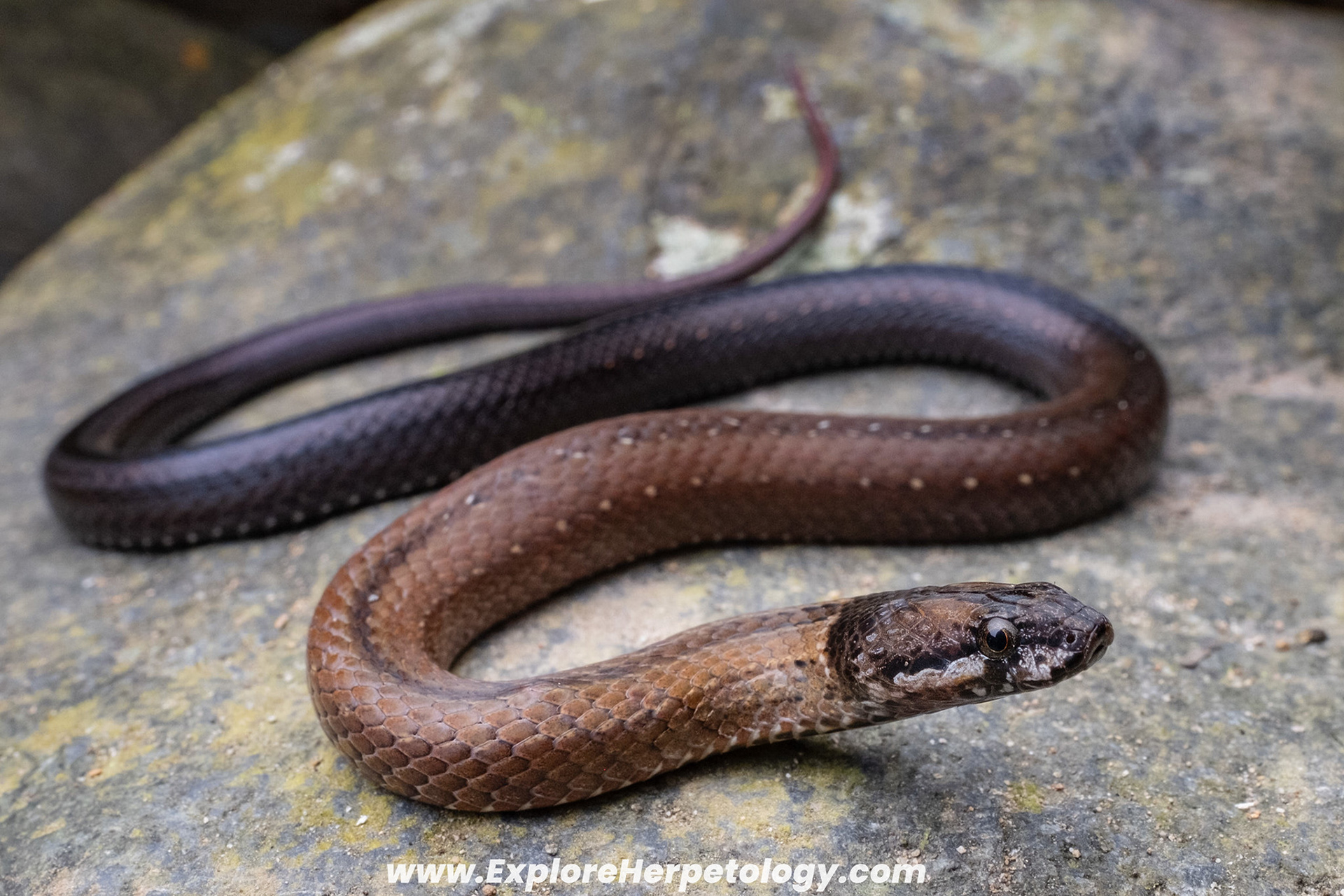 Southern triangle-spotted snake (Cyclocorus nuchalis).