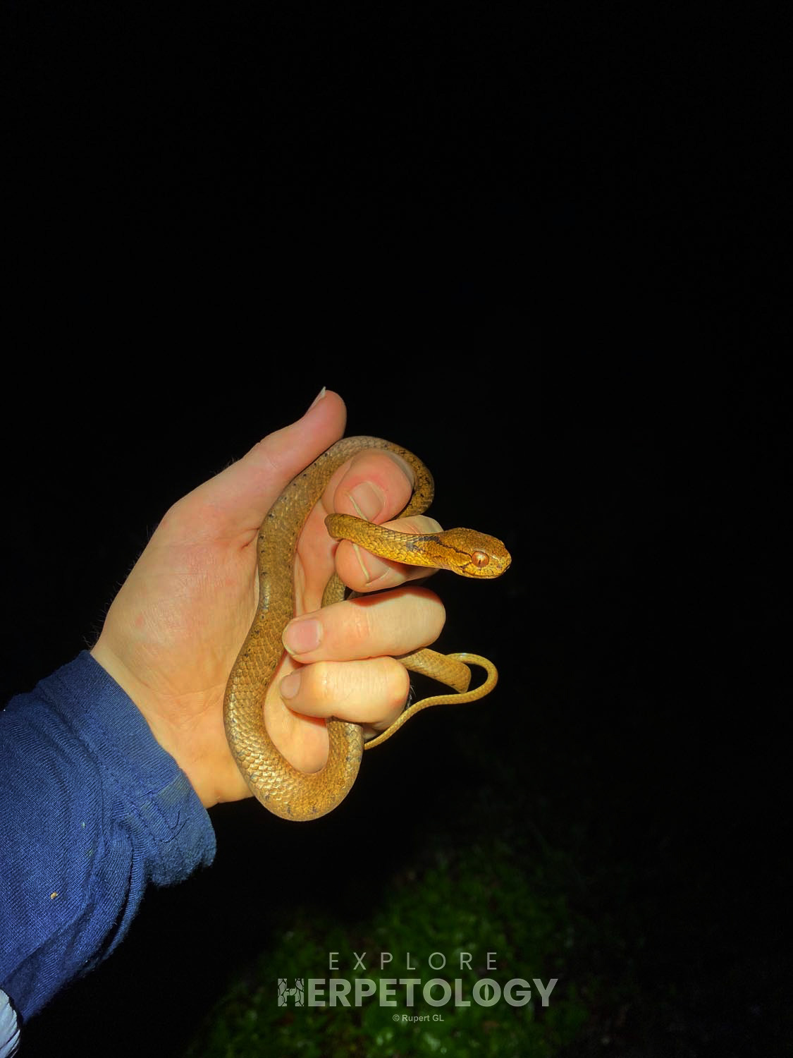 Keeled slug snake (Pareas carinatus)