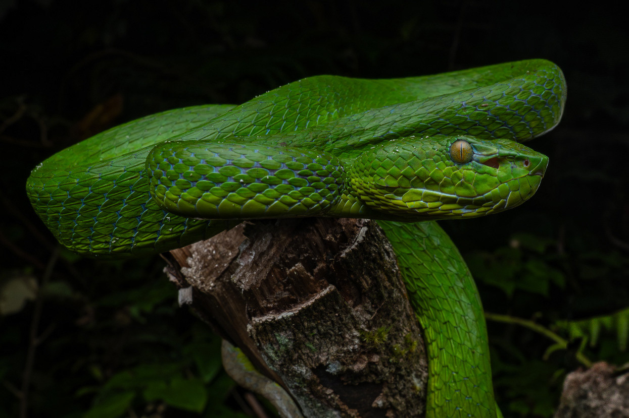Thai-peninsula pit viper (Trimeresurus sabahi fucatus).