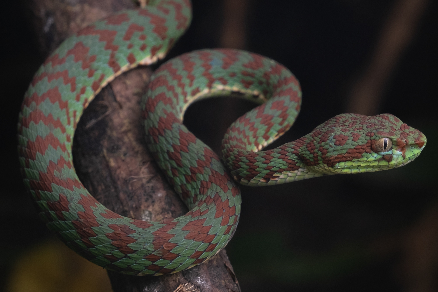 Beautiful pit viper (Trimeresurus venustus)