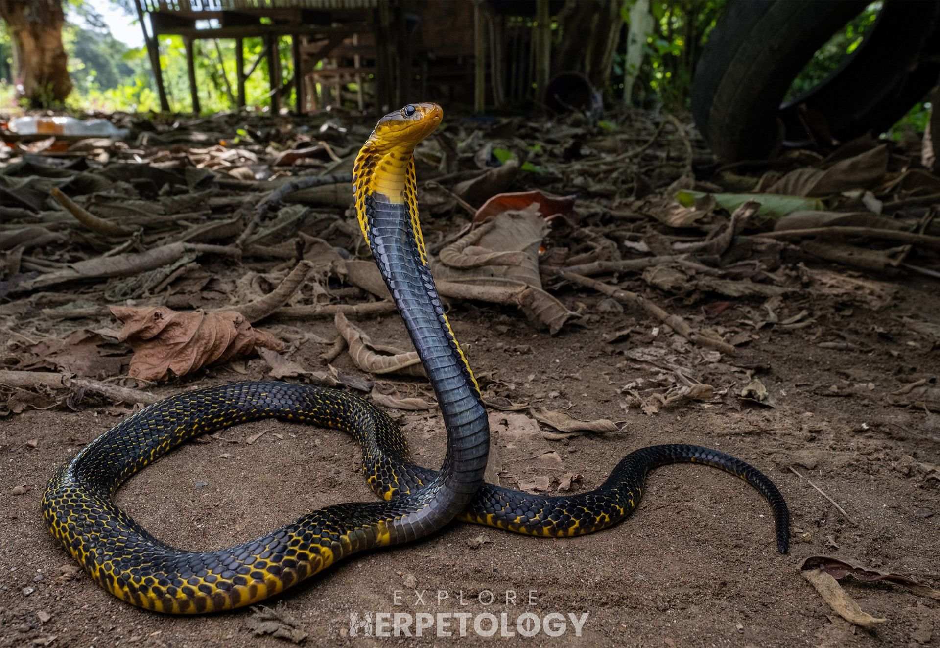 Samar cobra (Naja samarensis)