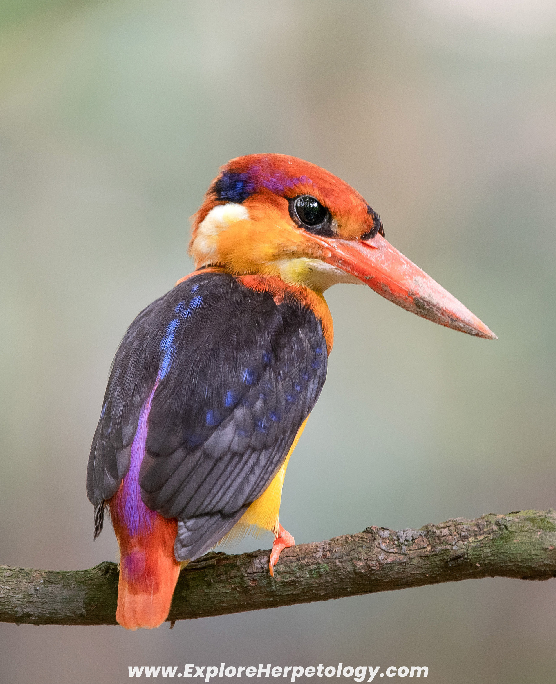 Black-backed dwarf kingfisher.