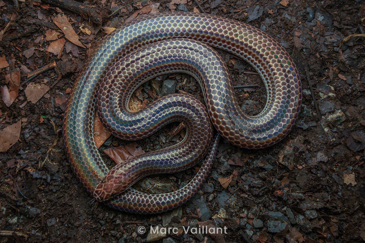Sunbeam snake (Xenopeltis unicolor).