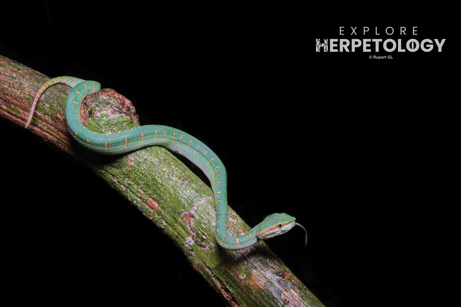 Young female Wagler's pit-viper (Tropidolaemus wagleri)