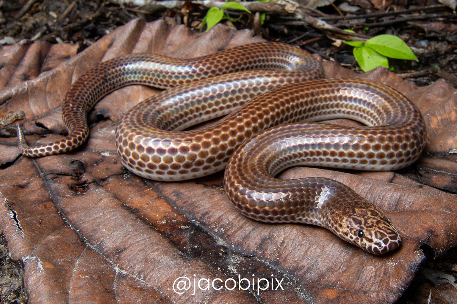 Sunbeam snake (Xenopeltis unicolor).