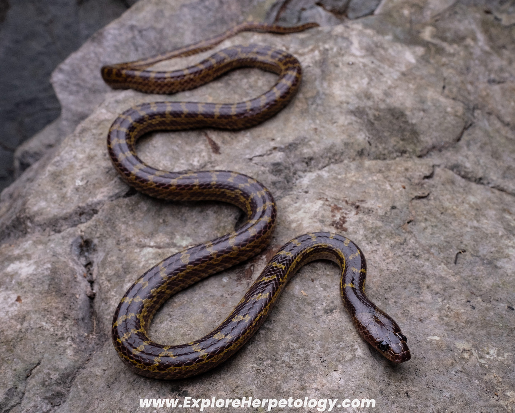Khammouane wolf snake (Lycodon banksi).