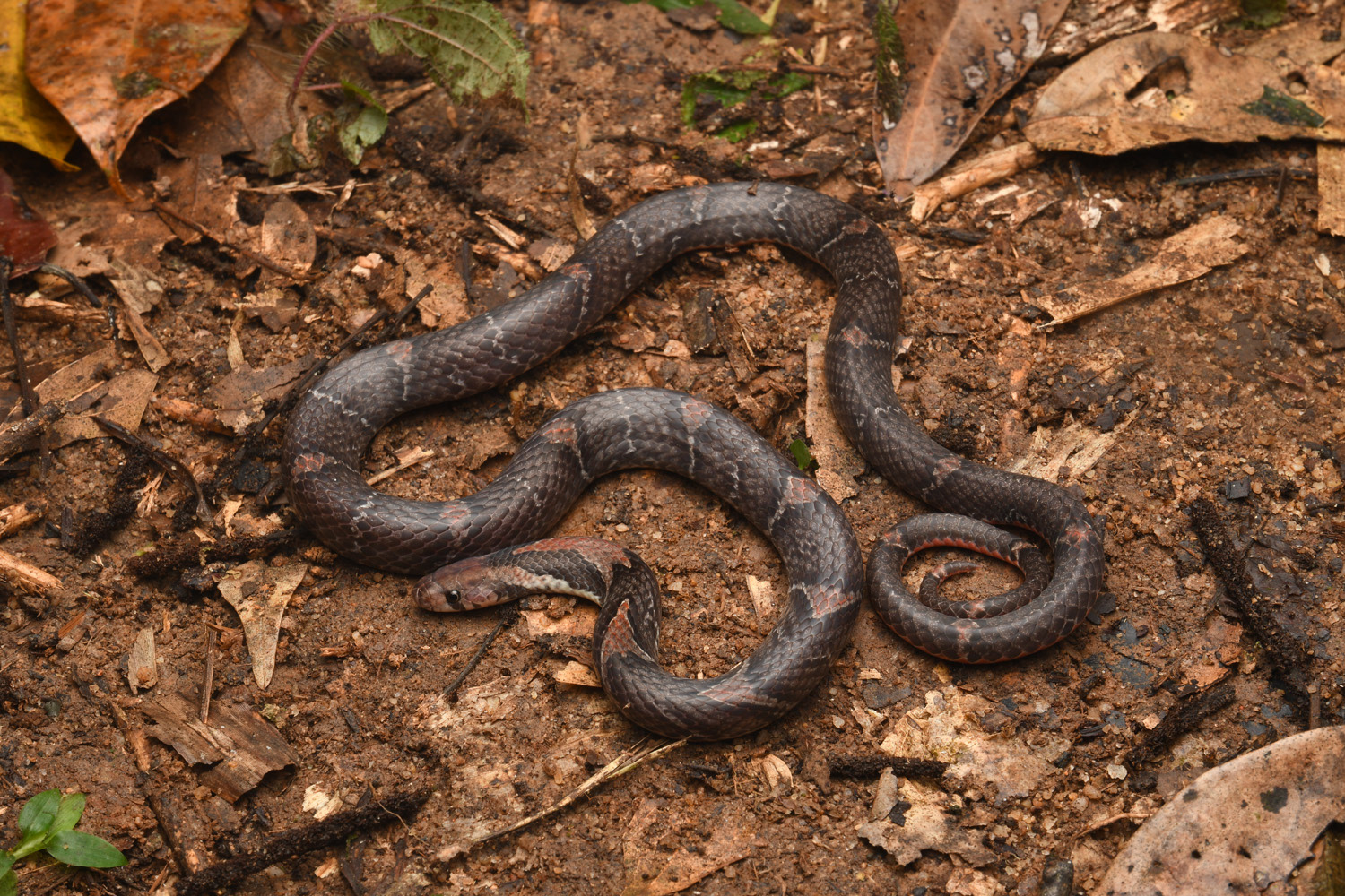 Rusty-barred kukri snake (Oligodon signatus).