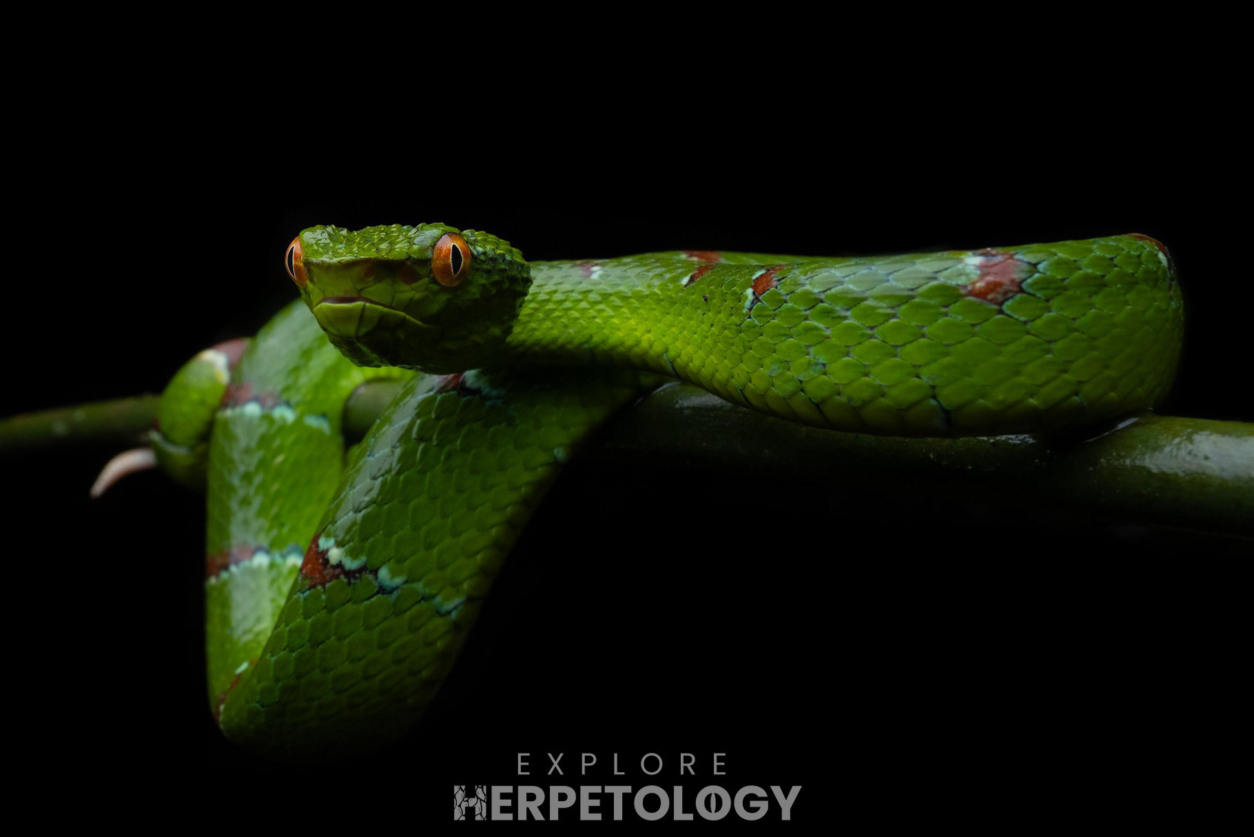 North-Philippine temple viper (Tropidolaemus subannulatus)