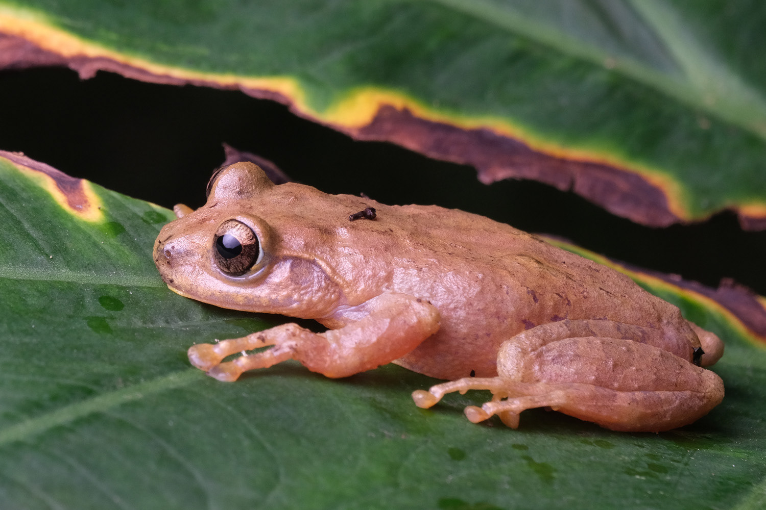 Yunnan bush frog (Gracixalus yunnanensis).