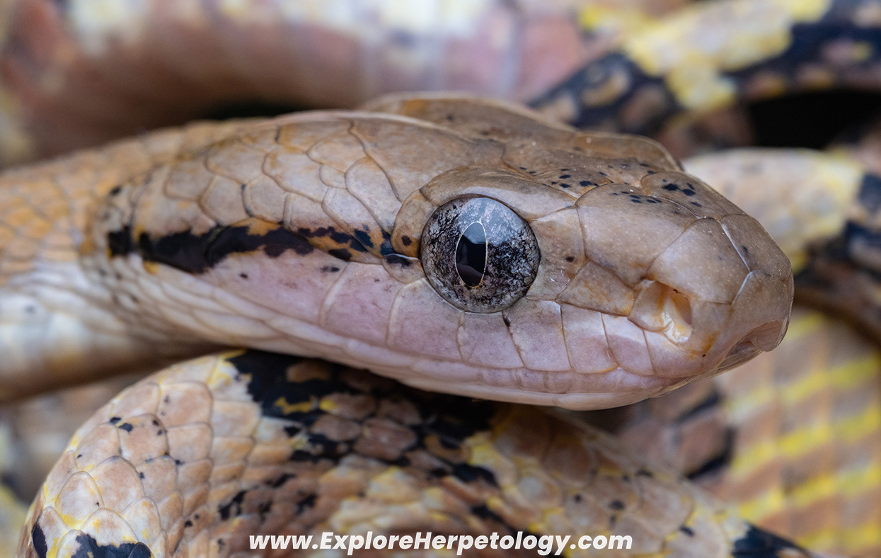 Dog-toothed cat snake (Boiga cynodon).