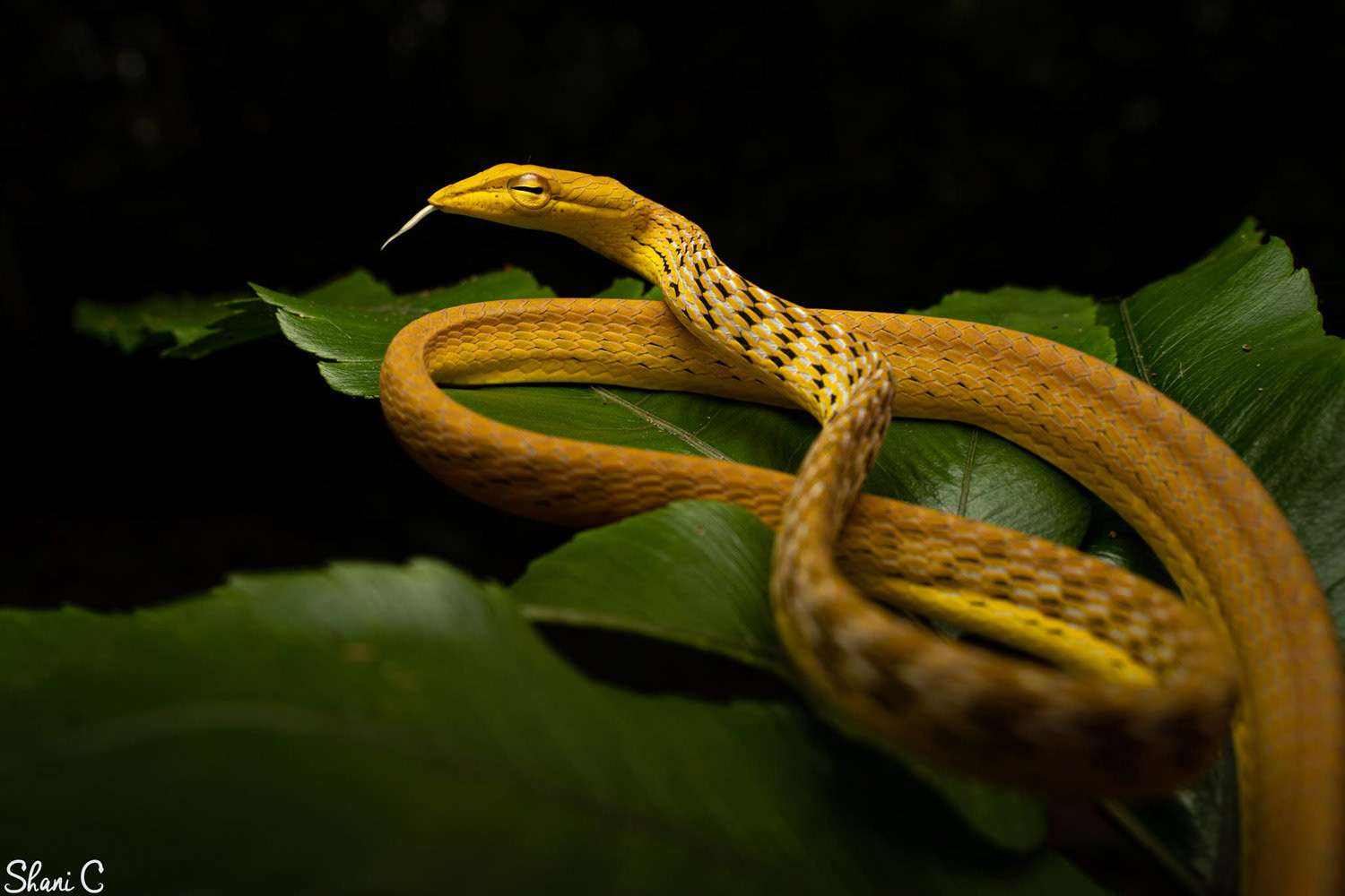 Yellow morph Asian vine snake (Ahaetulla prasina).