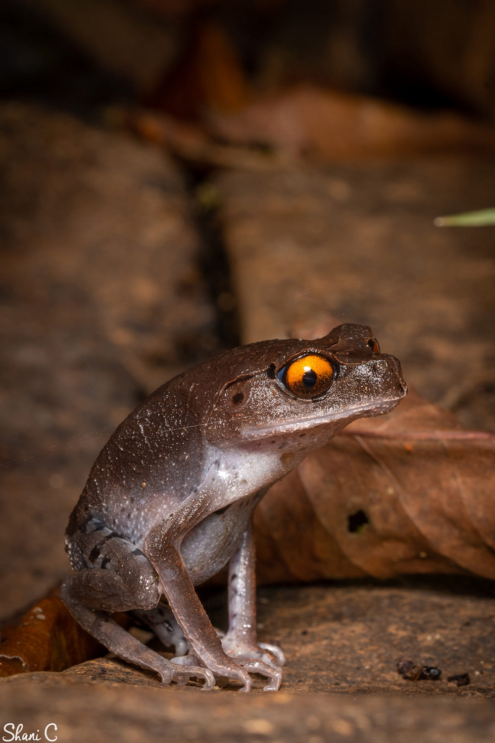 Hendrickson's litter toad (Leptobrachium hendricksoni).