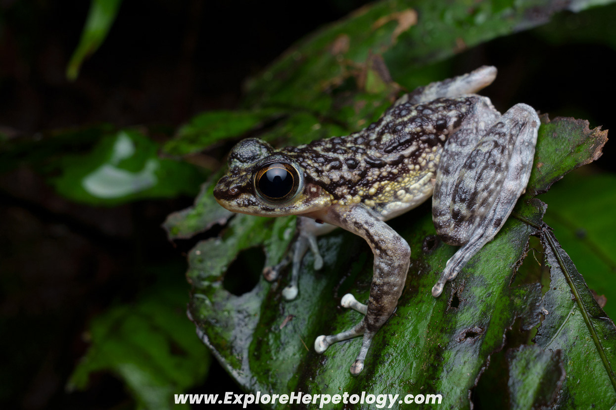 Larut torrent frog (Amolops larutensis).