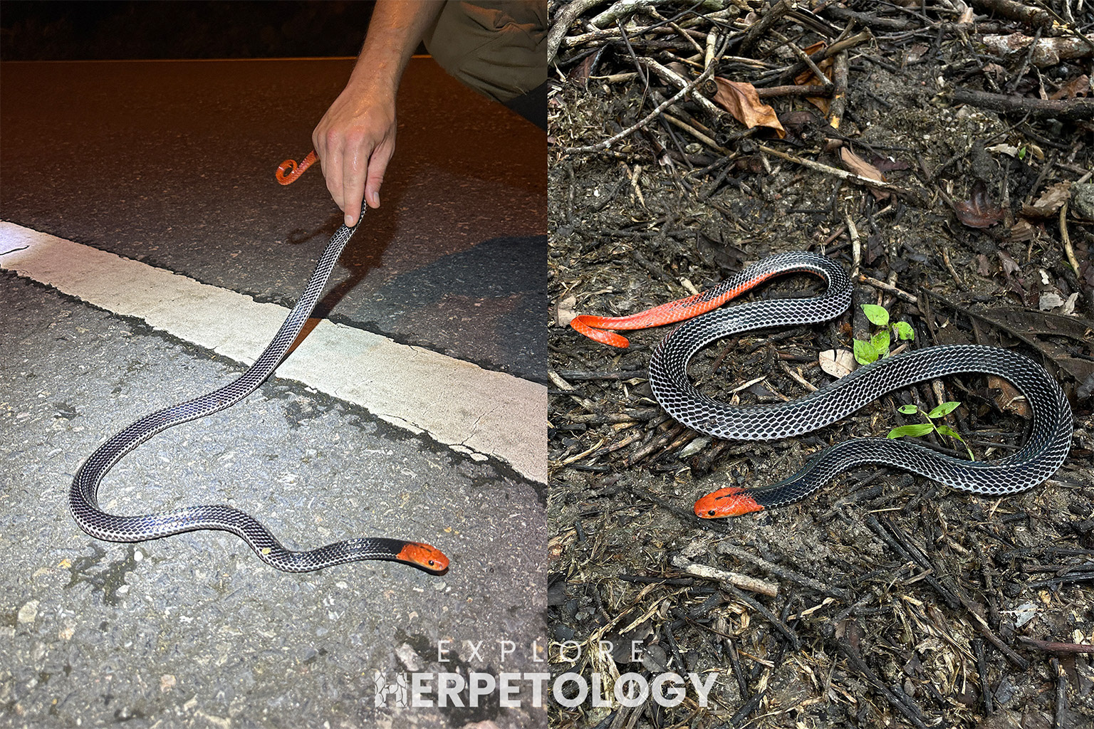 Red-headed krait (Bungarus flaviceps).