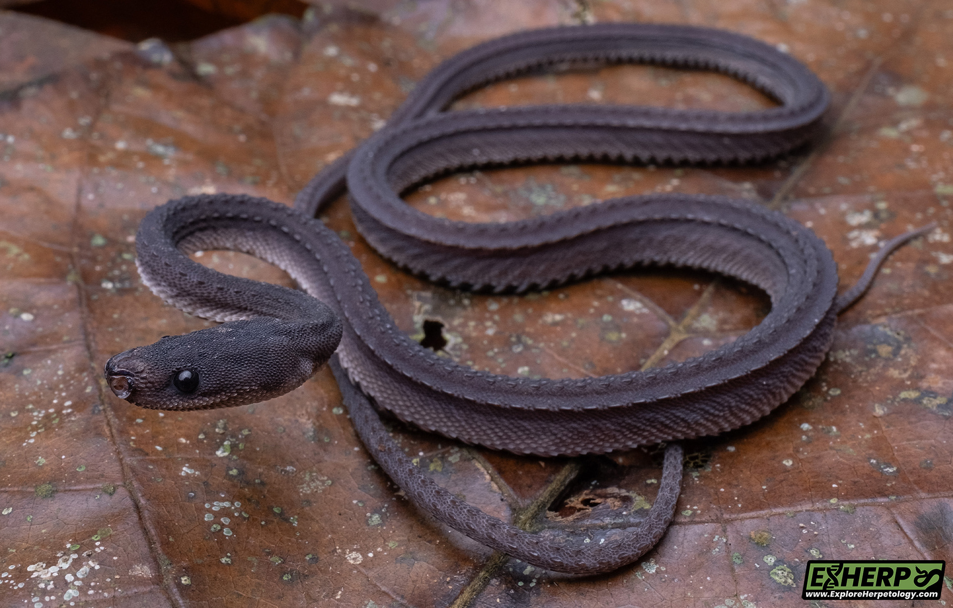 Dragon snake (Xenodermus javanicus).