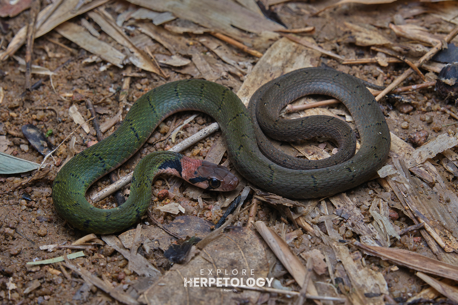 Black-barred keelback (Rhabdophis nigrocinctus)