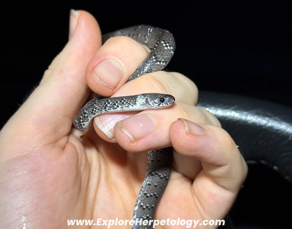 White-spotted cat snake (Pareas margaritophorus).