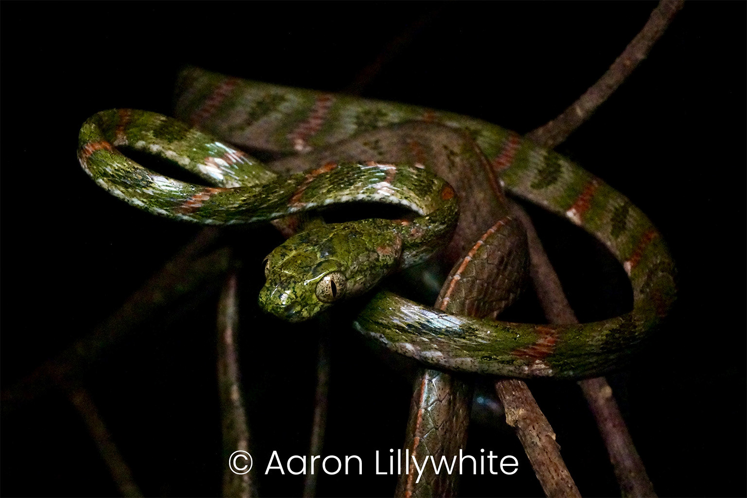 Bengkulu cat snake (Boiga bengkuluensis).