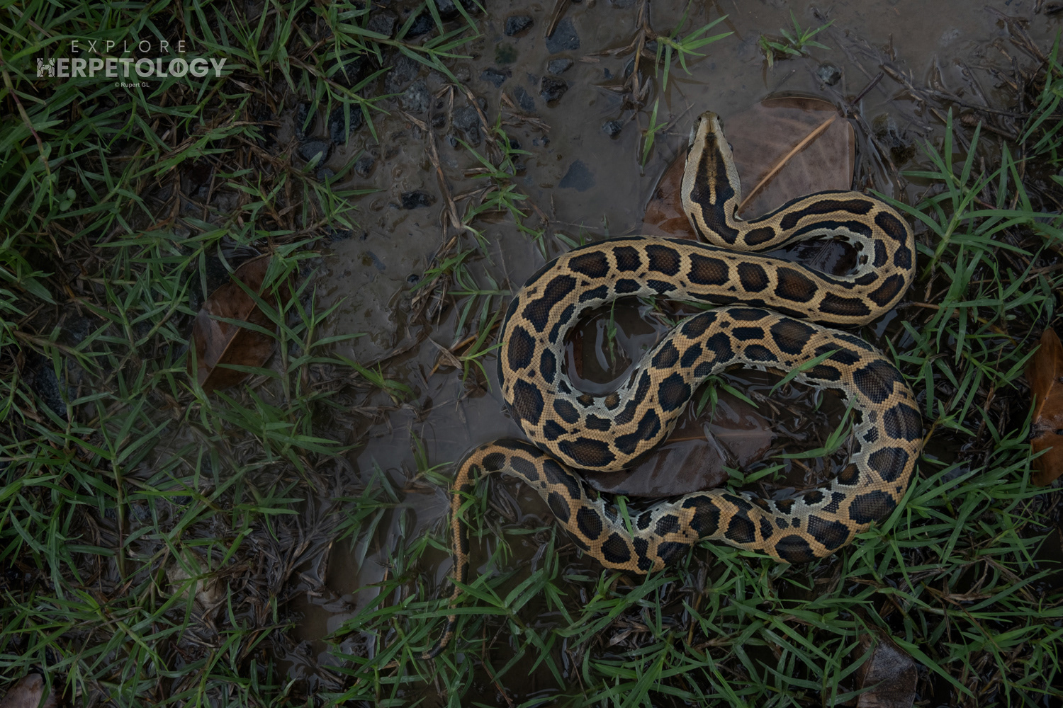 Burmese python juvenile.