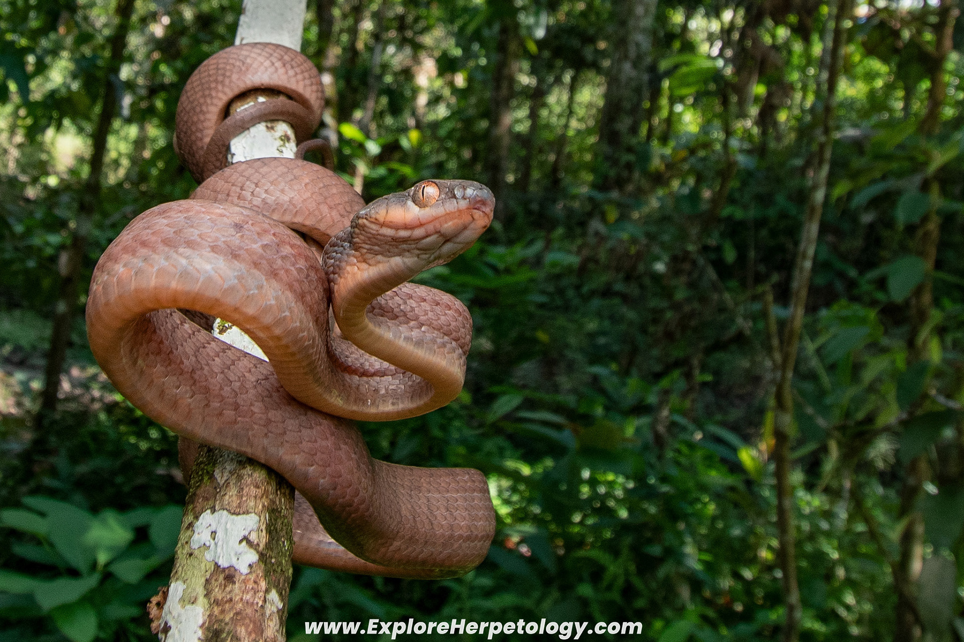 Dark-headed cat snake (Boiga nigriceps).