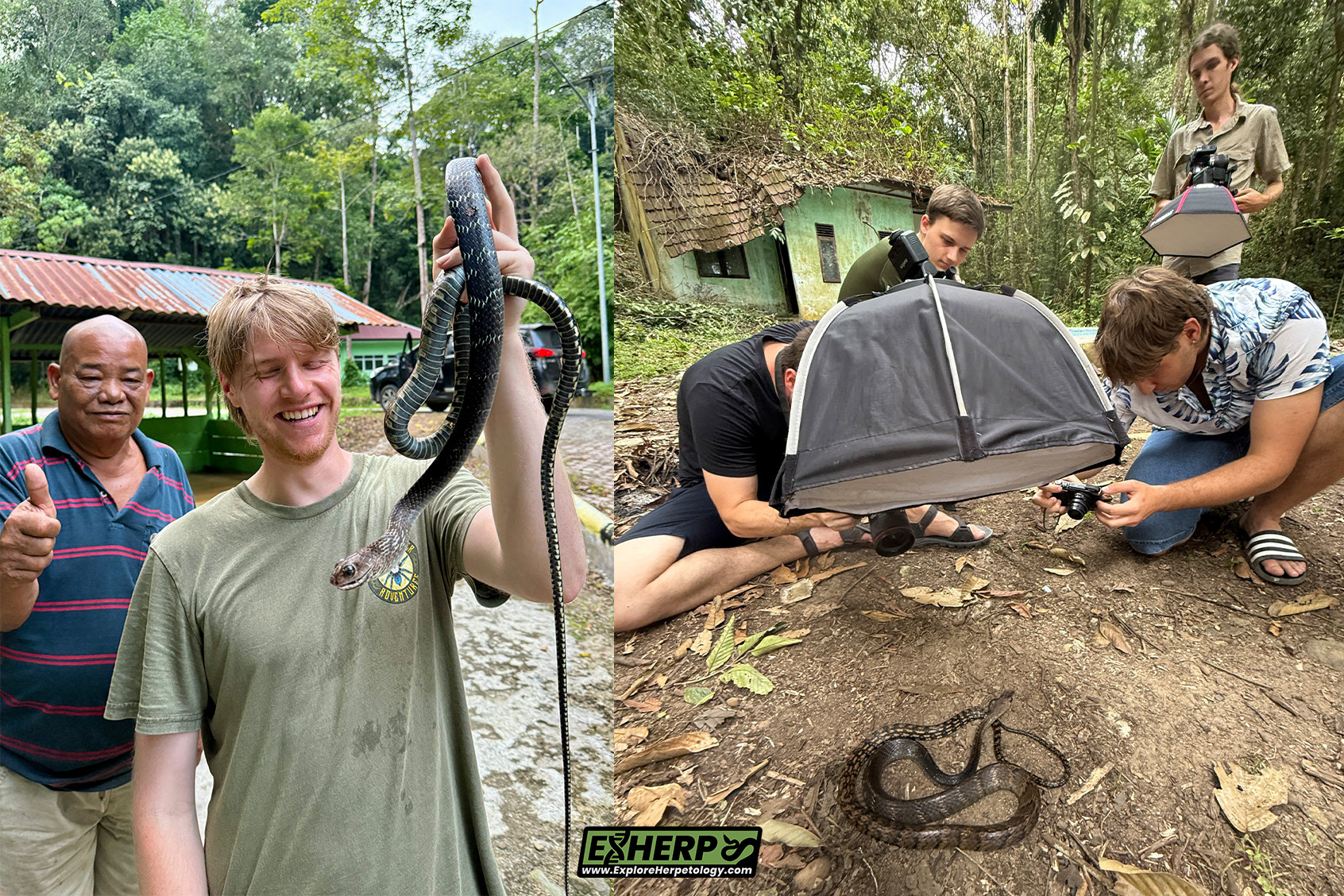 Keeled rat snake (Ptyas carinata).