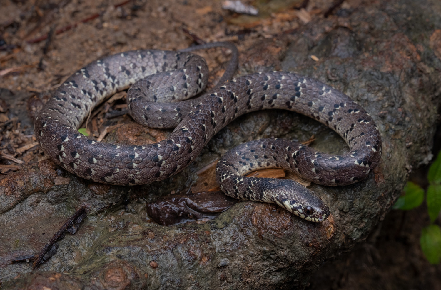 Mountain slug snake (Pareas cf. macularius).