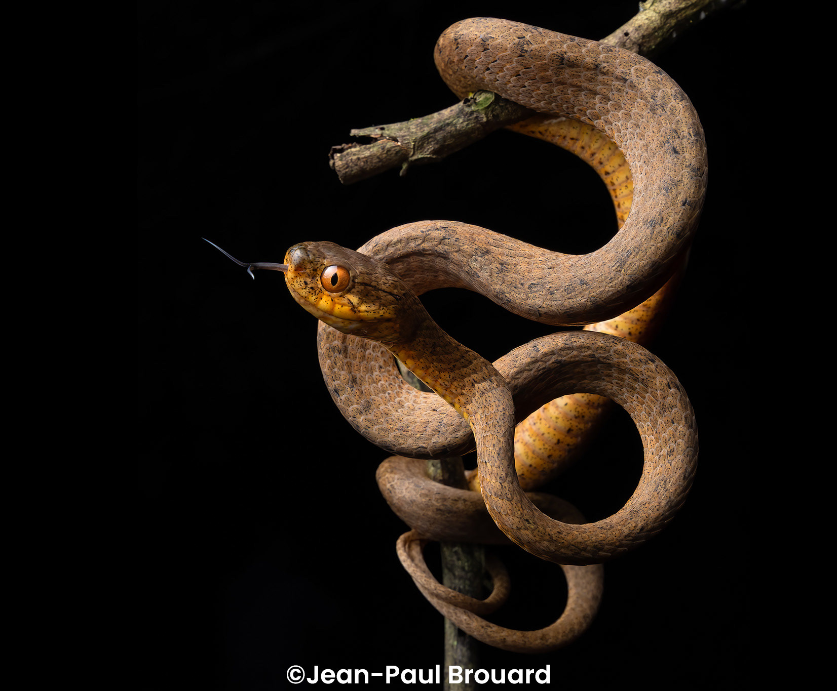 Berdmore's slug snake (Pareas berdmorei).