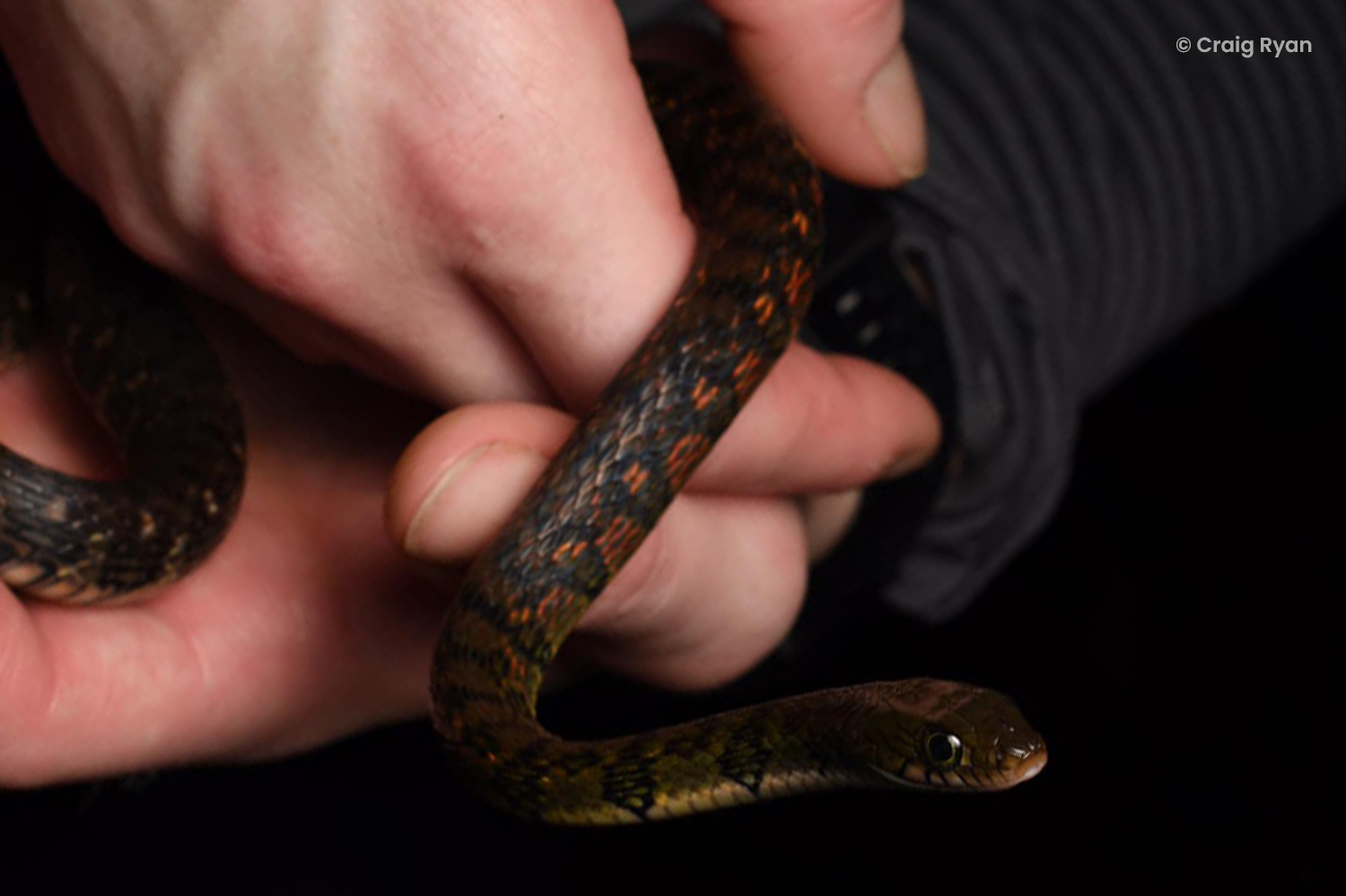 Triangle keelback (Xenochrophis trianguligerus).