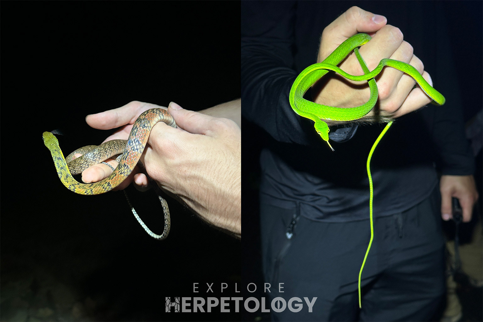 Left: X. trianguligerus. Right: Ahaetulla mycterizans.