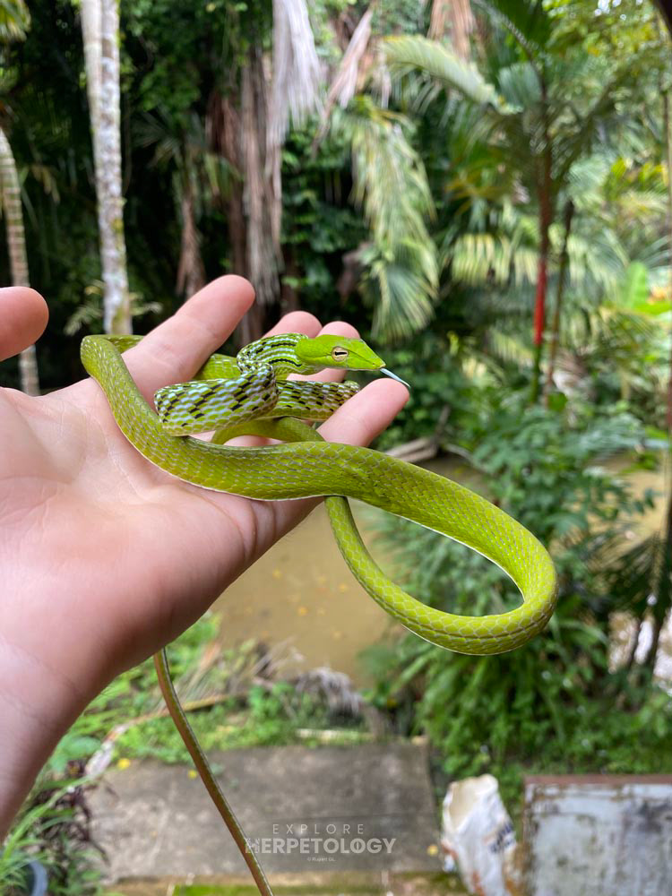 Asian vine snake (Ahaetulla prasina)