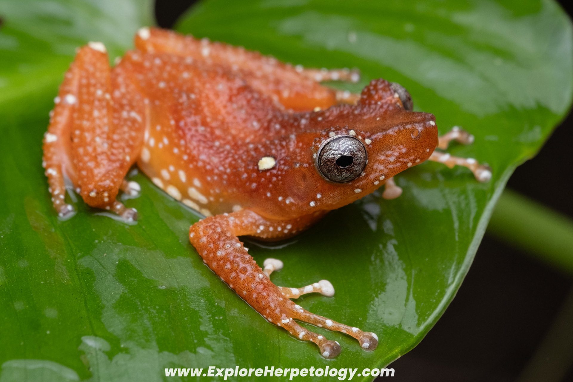 Spiny cinnamon frog (Nyctixalus spinosus).