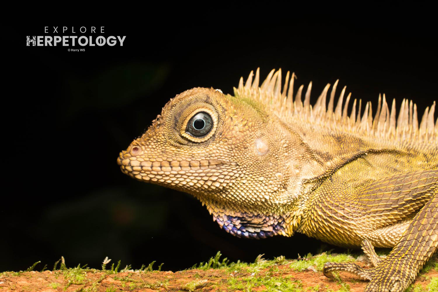 Bell's angle-headed lizard (Gonocephalus bellii)