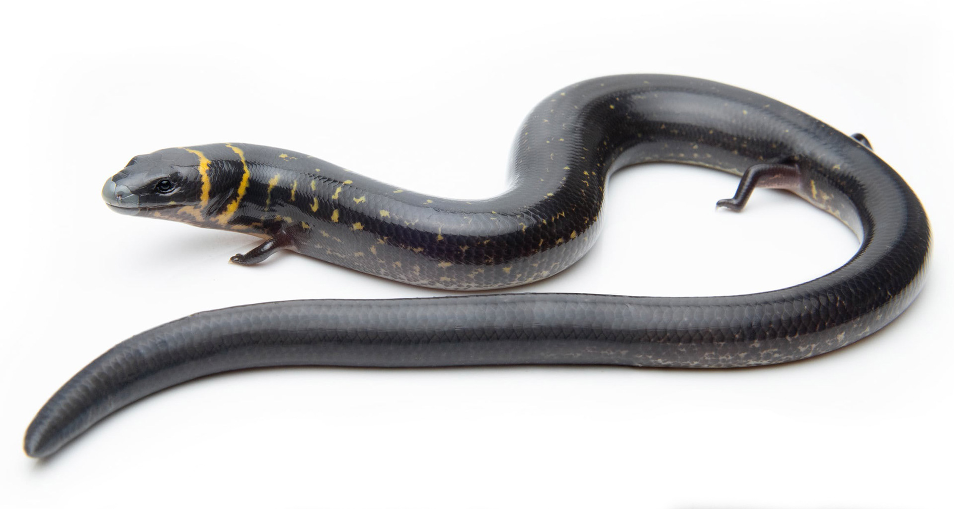 Three-lined short-limbed skink (Larutia trifasciata).