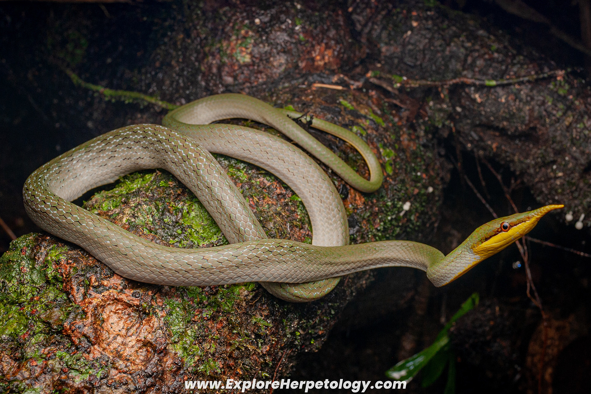Rhino ratsnake (Gonyosoma boulengeri).