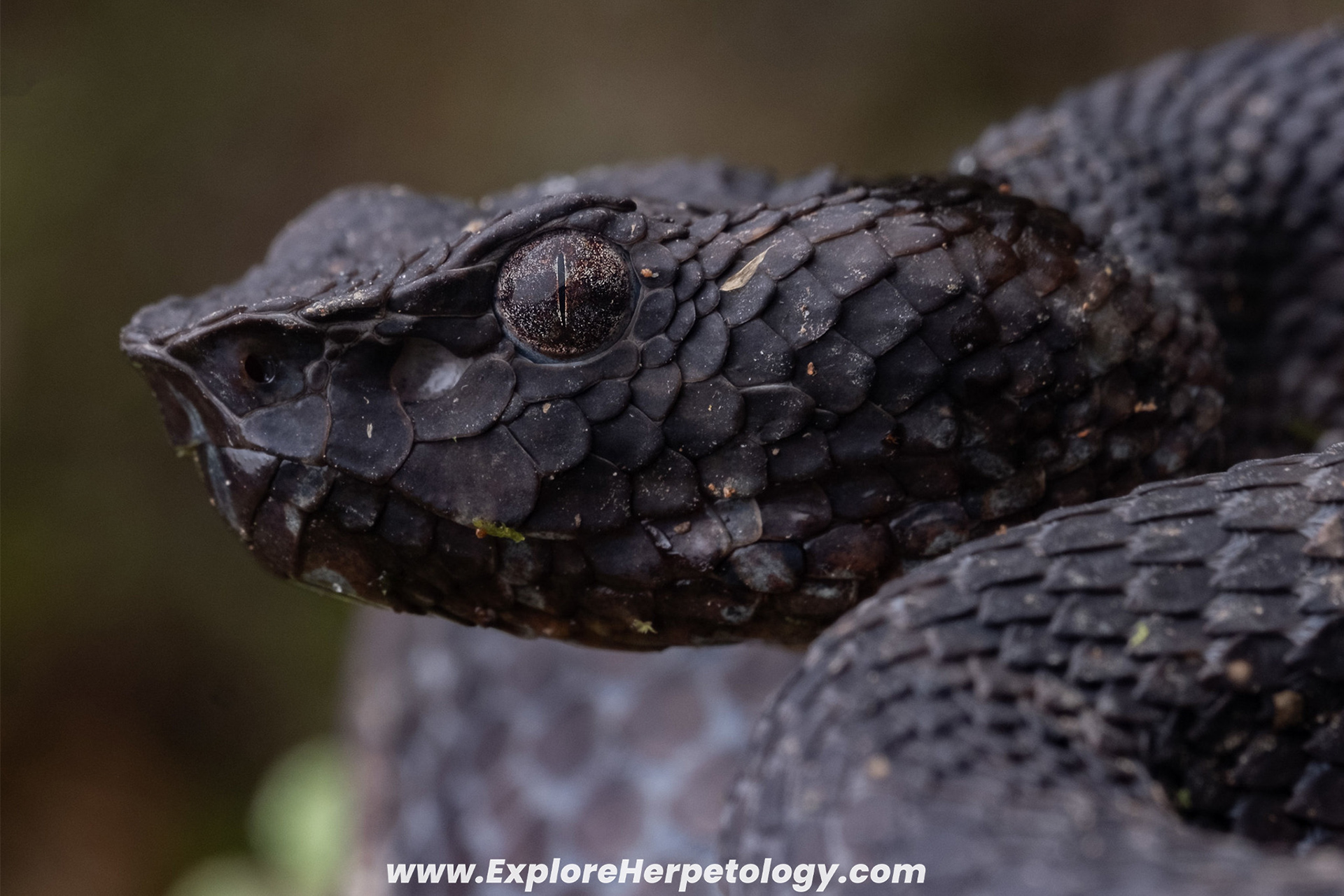 Sumatran leaf-nosed pit viper (Craspedocephalus andalasensis).