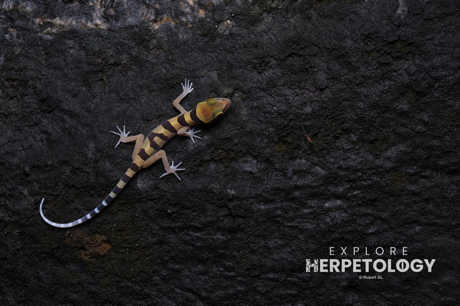 Lekagul's bent-toed gecko (Cyrtodactylus lekaguli)