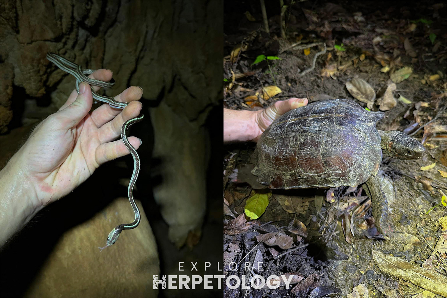 Left: Striped morph Lycodon subannulatus. Right: Heosemys spinosa.