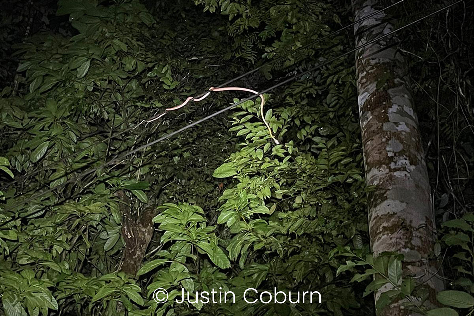 Boiga nigriceps in-situ.