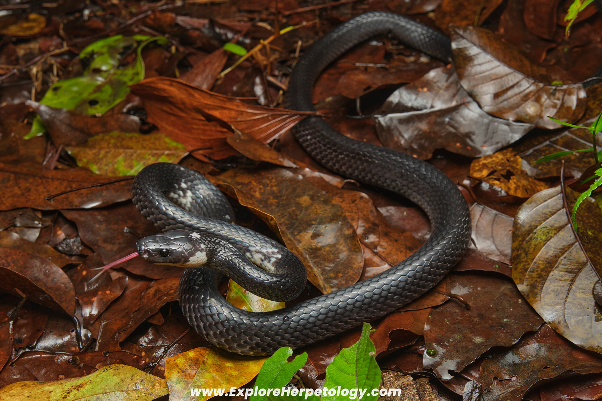 Malayan banded wolf snake (Lycodon subcinctus).