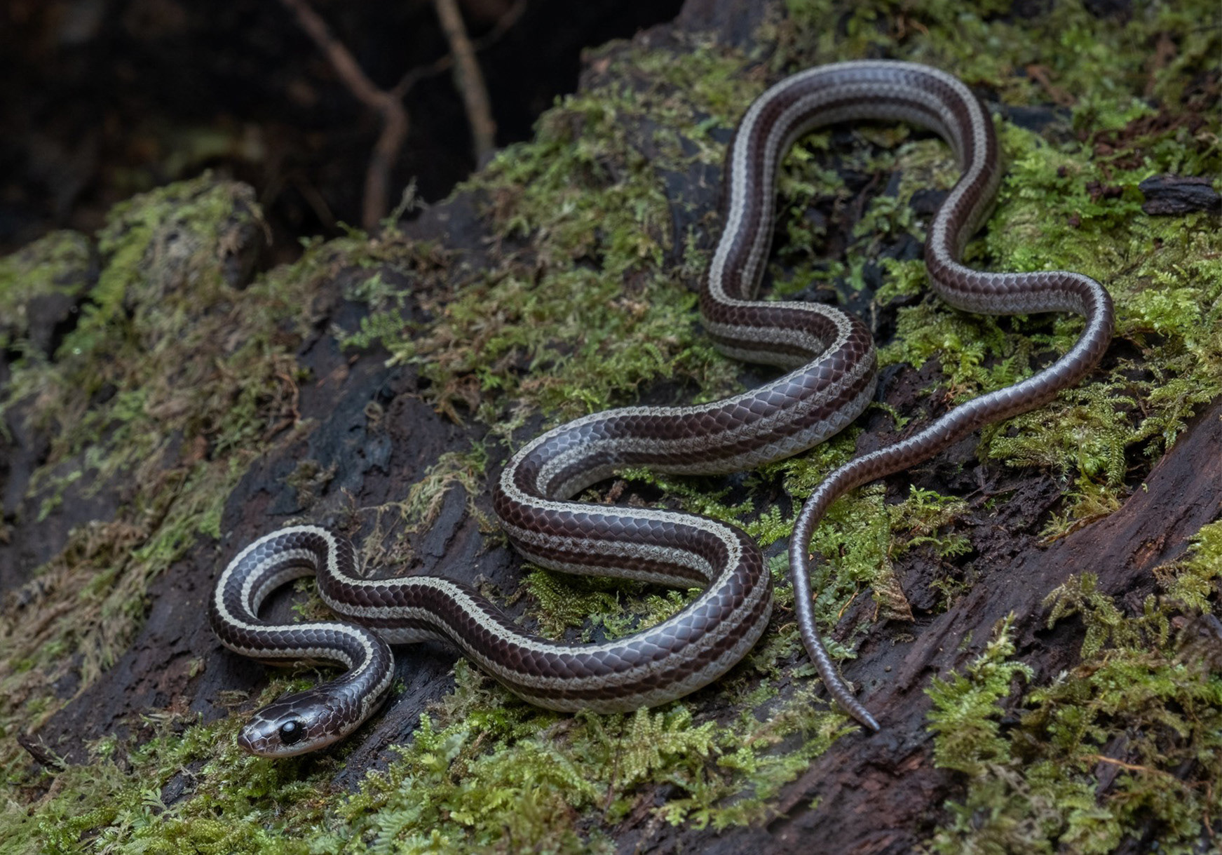 Three-striped bridle snake (Dryocalamus tristrigatus)
