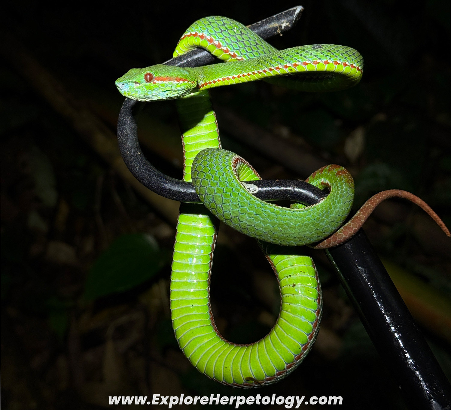 Lanna pit viper (Trimeresurus lanna).